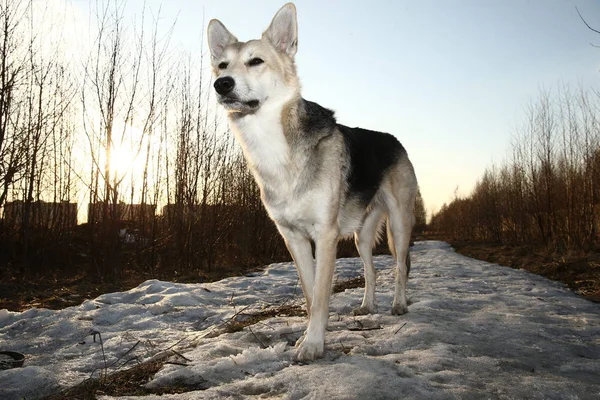 美しいモングレール犬が日没の照明の背景で閉じます. — ストック写真
