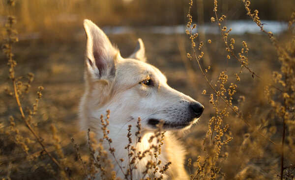 Close up portrait of a cute mixed breed shepherd dog at meadow sunny day with place for text