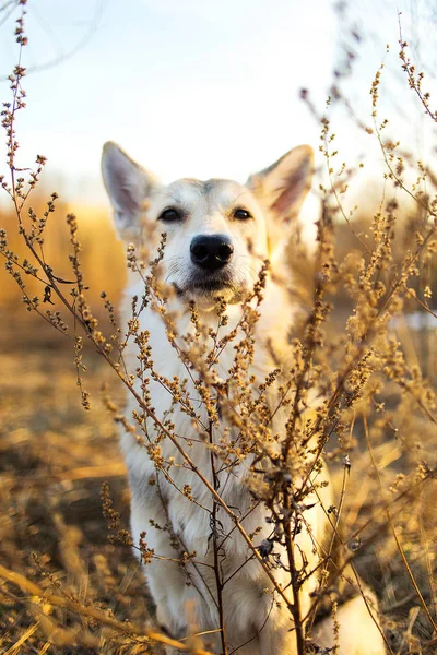 Hermoso perro mestizo de cerca en el fondo de iluminación puesta del sol . —  Fotos de Stock