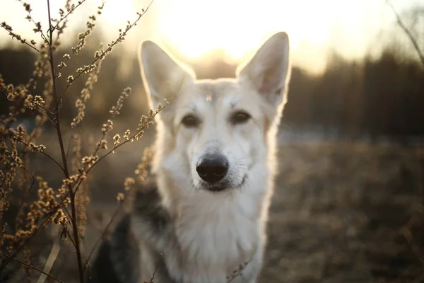 Niedlicher Bastard Hund Nahaufnahme draußen in der Natur — Stockfoto