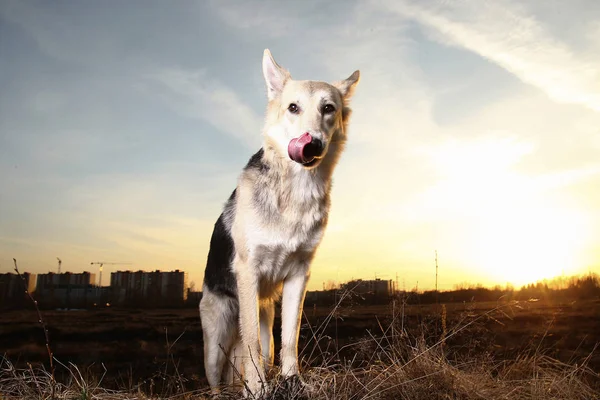 Hermoso perro mestizo de cerca en el fondo de iluminación puesta del sol . — Foto de Stock