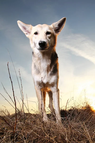 Beautiful mongrel dog close up in sunset lighting background. — Stock Photo, Image