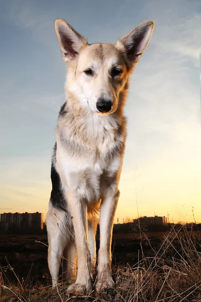 Hermoso perro mestizo de cerca en el fondo de iluminación puesta del sol . —  Fotos de Stock