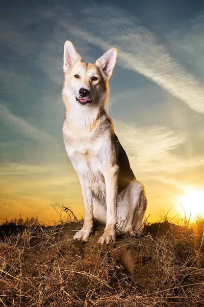 Bonito cão rafeiro close-up no pôr do sol iluminação de fundo . — Fotografia de Stock