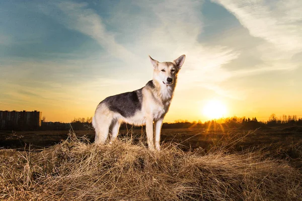 美丽的杂种狗在夕阳西下的灯光背景下逼近. — 图库照片