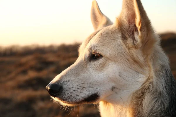 Hermoso perro mestizo de cerca en el fondo de iluminación puesta del sol . — Foto de Stock