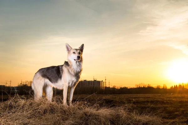 美丽的杂种狗在夕阳西下的灯光背景下逼近. — 图库照片