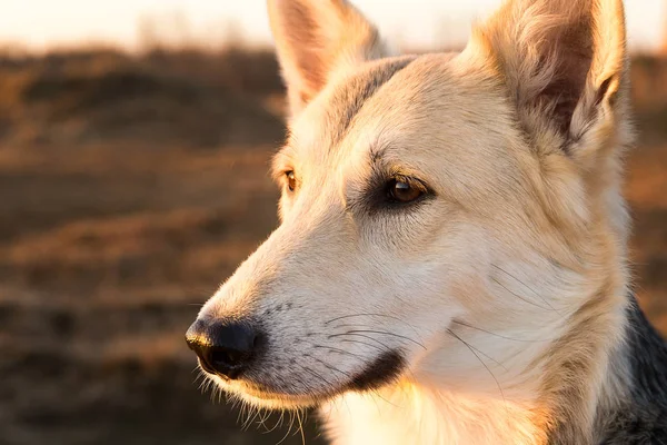 Bonito cão rafeiro close-up no pôr do sol iluminação de fundo . — Fotografia de Stock