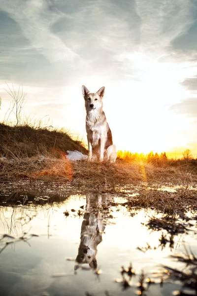 Красивая собака дворняги близко на фоне заката освещения . — стоковое фото