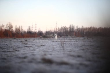 Karizmatik köpek kışın şafakta yürüyüşe çıktı.