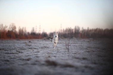 Karizmatik köpek kışın şafakta yürüyüşe çıktı.