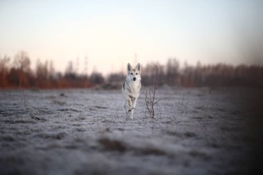 Karizmatik köpek kışın şafakta yürüyüşe çıktı.