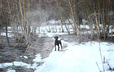 Karizmatik köpek kışın şafakta yürüyüşe çıktı.