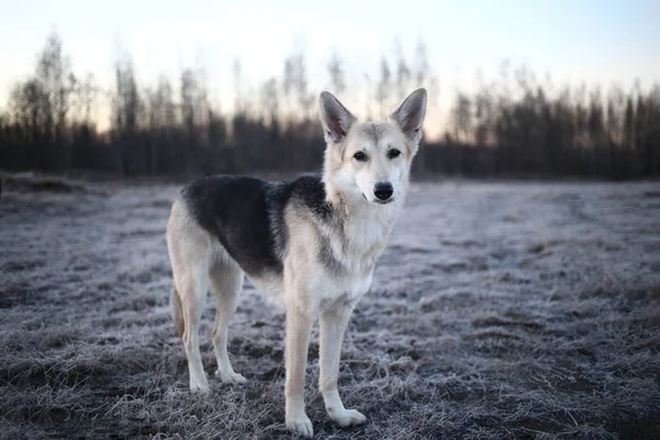 Karismatisk hund på promenad på vintern i gryningen — Stockfoto