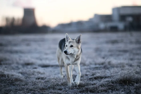 Cão carismático no passeio no inverno ao amanhecer — Fotografia de Stock