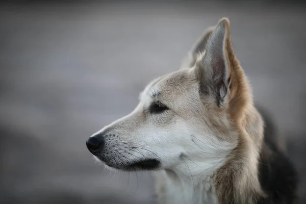 Charismatic dog at walk in winter at dawn — Stock Photo, Image