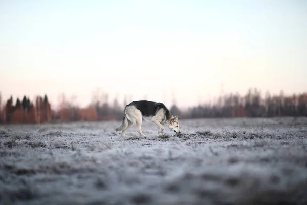 Karizmatik köpek kışın şafakta yürüyüşe çıktı. — Stok fotoğraf