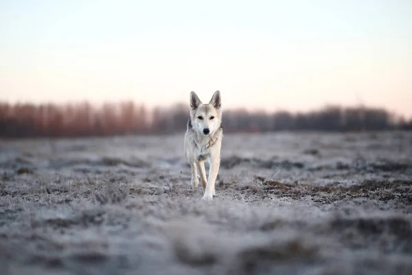 Харизматична собака під час прогулянки взимку на світанку — стокове фото
