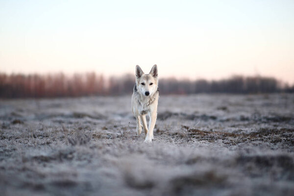Portrait of a cute mixed breed dog running at camera direction in winter at dawn before sunrise