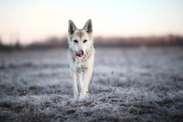 Karizmatikus kutya séta télen hajnalban — Stock Fotó