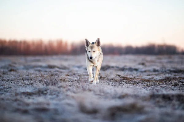 Charyzmatyczny pies na spacerze w zimie o świcie — Zdjęcie stockowe
