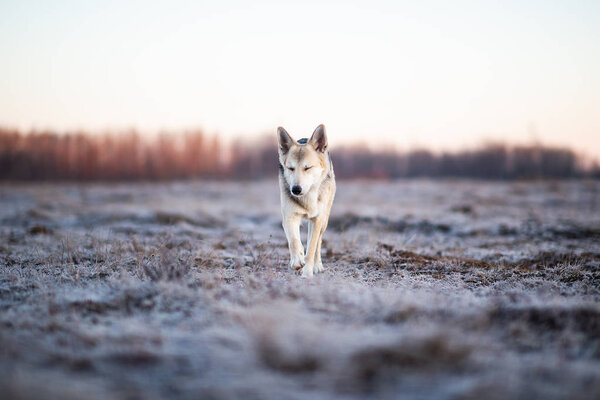 Portrait of a cute mixed breed dog running at camera direction in winter at dawn before sunrise