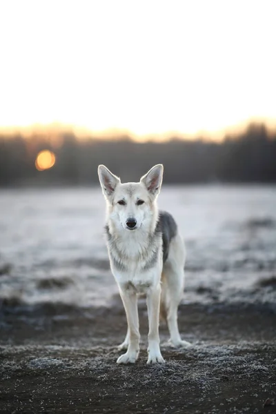 Karismatisk hund på promenad på vintern i gryningen — Stockfoto