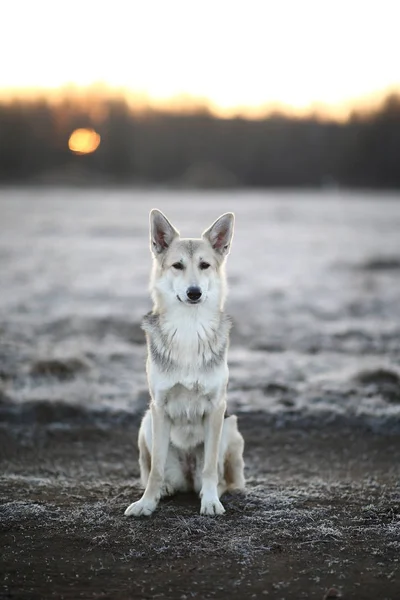 Perro carismático paseando en invierno al amanecer —  Fotos de Stock