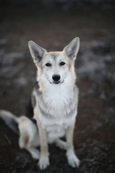 Perro carismático paseando en invierno al amanecer —  Fotos de Stock