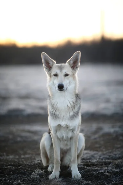 Cane carismatico a piedi in inverno all'alba — Foto Stock