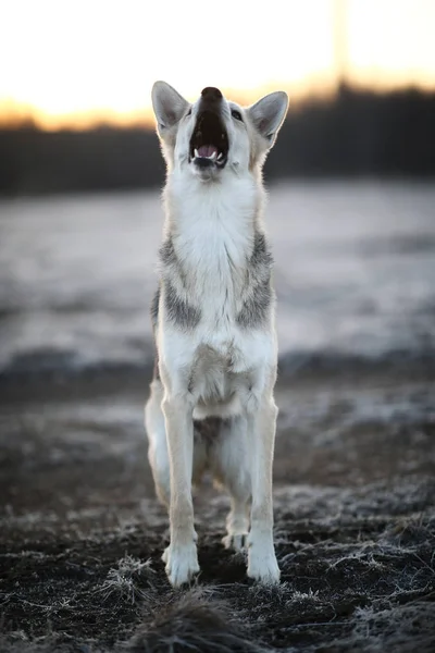 Cão carismático no passeio no inverno ao amanhecer — Fotografia de Stock