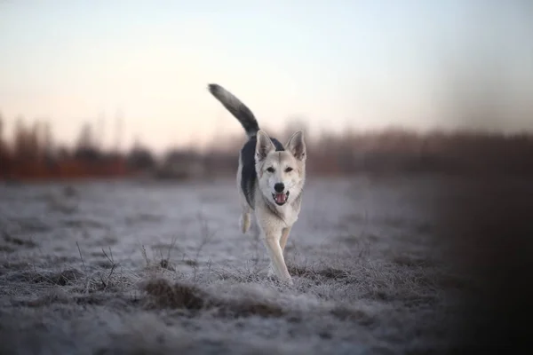 Χαρισματικός σκύλος που περπατά το χειμώνα την αυγή — Φωτογραφία Αρχείου