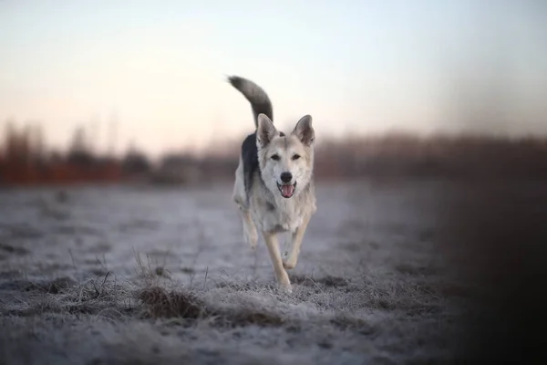 Харизматичная собака во время прогулки зимой на рассвете — стоковое фото