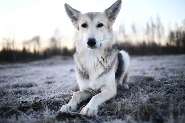 Cão carismático no passeio no inverno ao amanhecer — Fotografia de Stock