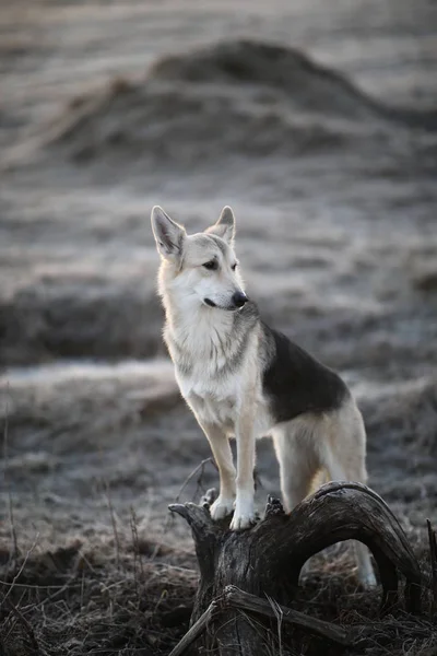 Karizmatik köpek kışın şafakta yürüyüşe çıktı. — Stok fotoğraf