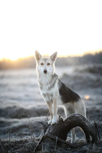 Charismatischer Hund bei Gassi gehen im Winter im Morgengrauen — Stockfoto