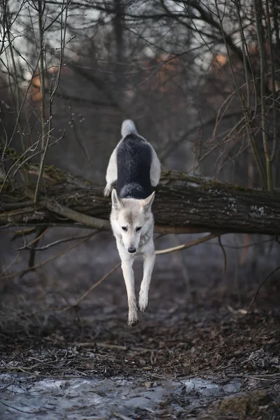 Charismatischer Hund bei Gassi gehen im Winter im Morgengrauen — Stockfoto