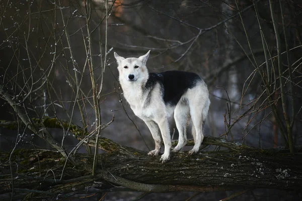 Perro carismático paseando en invierno al amanecer —  Fotos de Stock