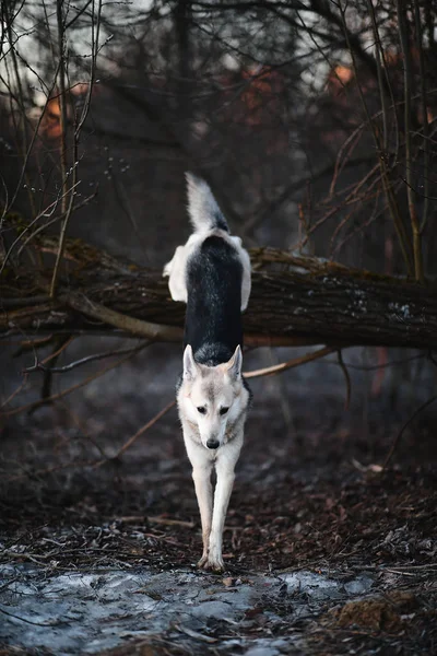 Charismatischer Hund bei Gassi gehen im Winter im Morgengrauen — Stockfoto