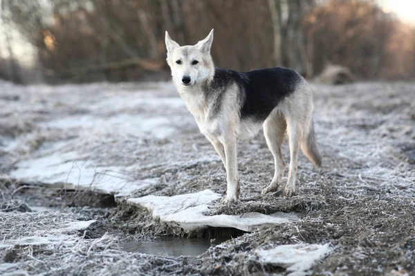 Cane carismatico a piedi in inverno all'alba — Foto Stock