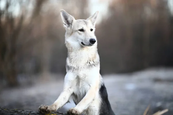 Charismatische hond in winterwandeling bij dageraad — Stockfoto