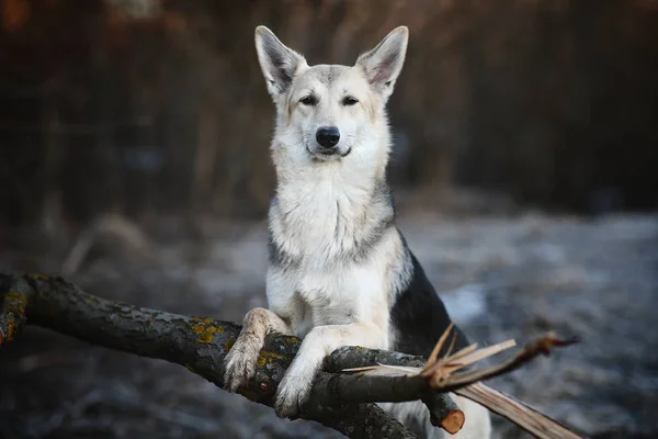 Cane carismatico a piedi in inverno all'alba — Foto Stock