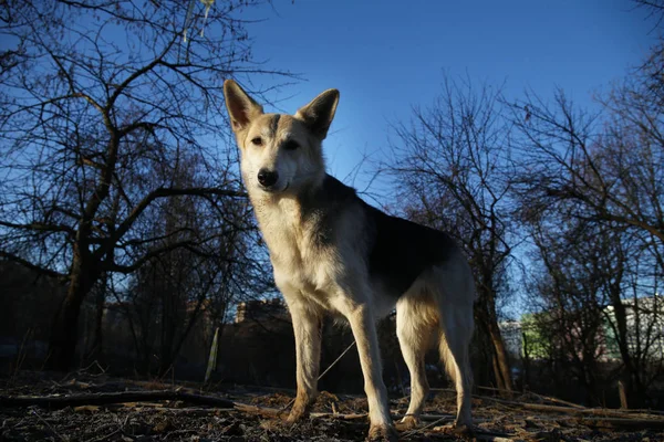 夜明けに冬の散歩でカリスマ犬 — ストック写真