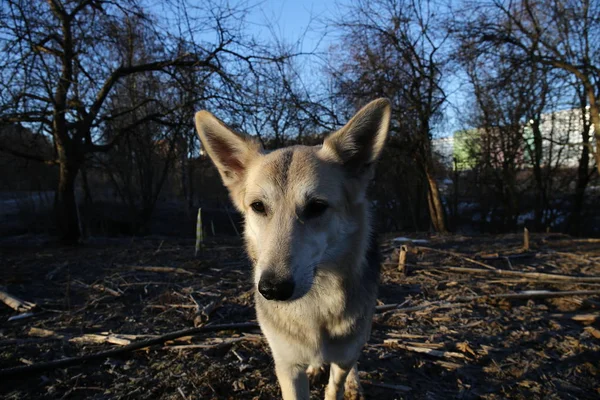 Karismatisk hund på promenad på vintern i gryningen — Stockfoto