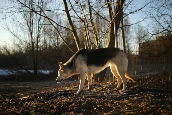 Perro carismático paseando en invierno al amanecer —  Fotos de Stock