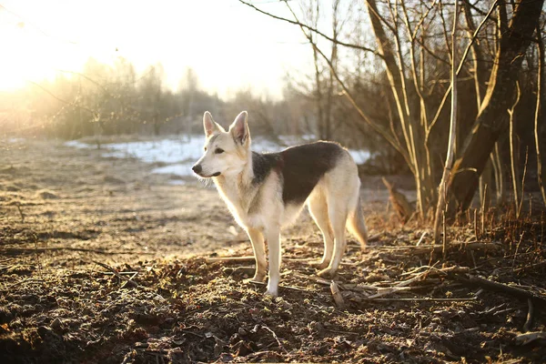 Cão carismático no passeio no inverno ao amanhecer — Fotografia de Stock