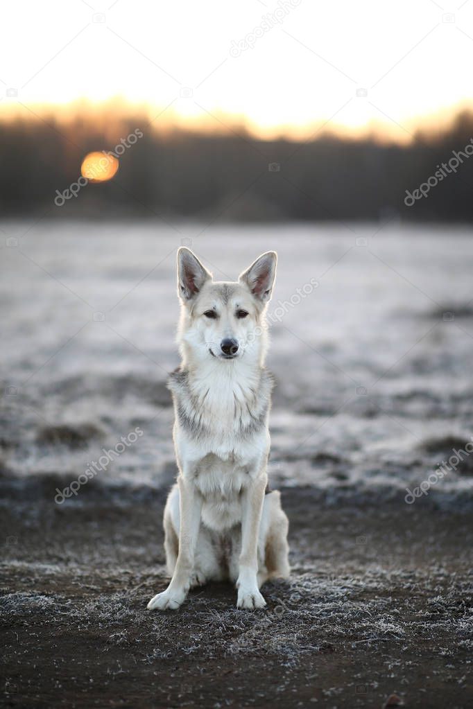Charismatic dog at walk in winter at dawn