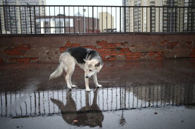 Su birikintisinde duran başıboş bir köpeğe yan bakış