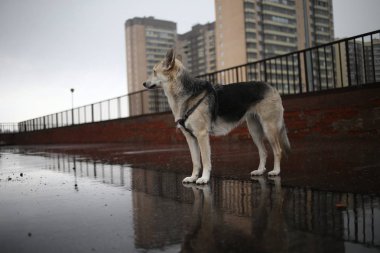 Şehirde yürüyen kayıp melez bir köpeğe bakın.