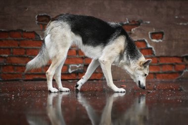 Kentteki bir çoban köpeğinin yol koklama manzarası